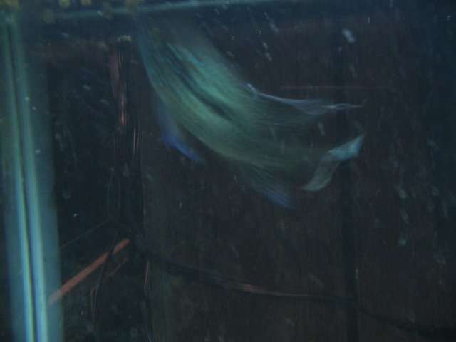 STI_1627.JPG