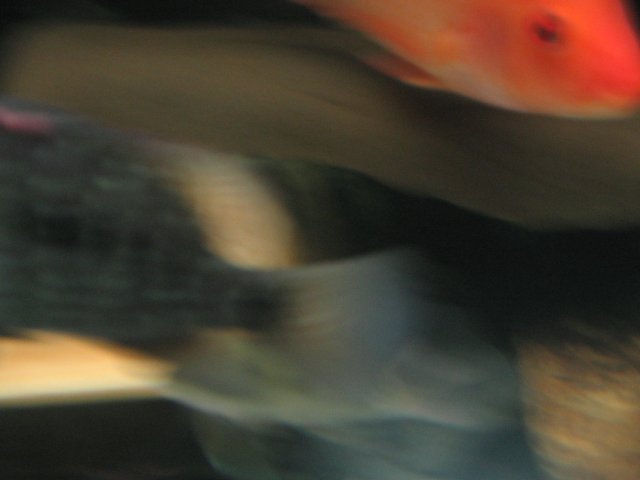 STB_1454.JPG