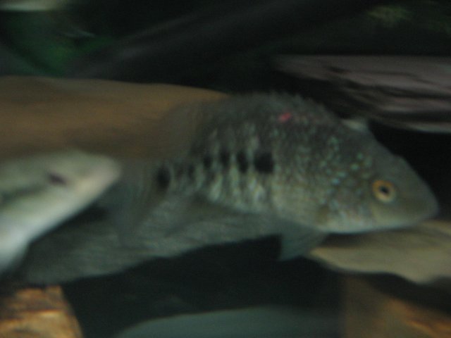 STC_1455.JPG