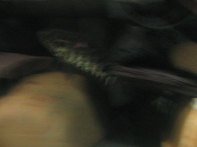 STD_1456.JPG