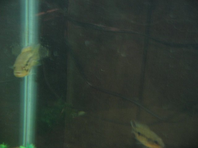 STD_1496.JPG