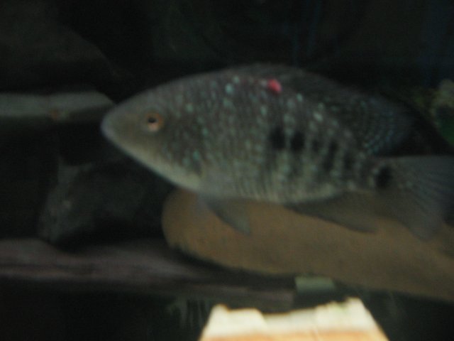 STE_1457.JPG
