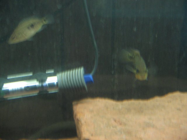STE_1497.JPG