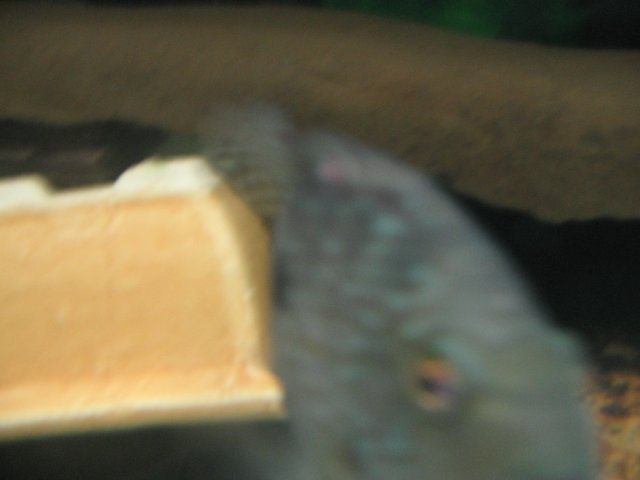 STF_1458.JPG
