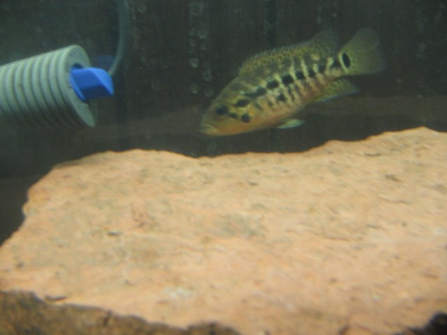 STF_1498.JPG