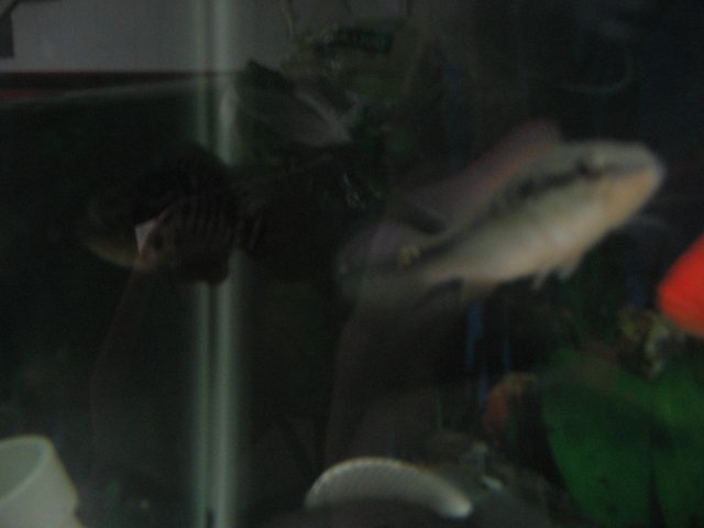 STH_1460.JPG