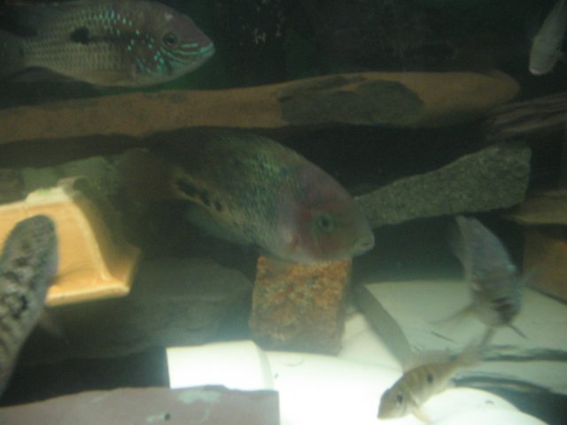 STR_1510.JPG