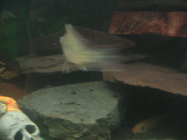 STT_1512.JPG