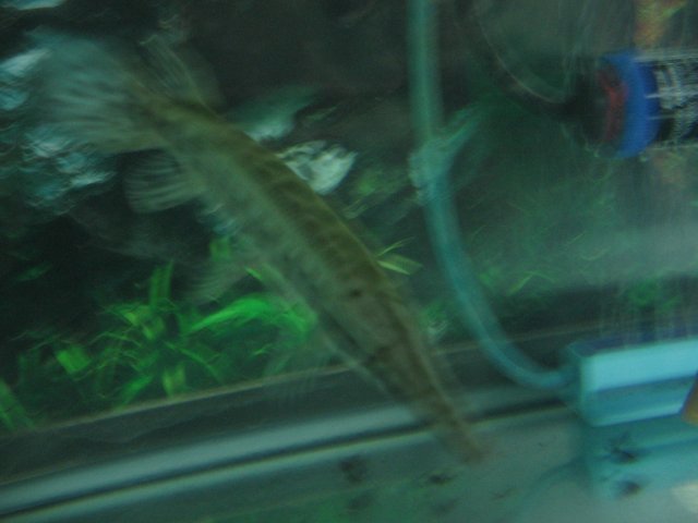 STF_2606.JPG