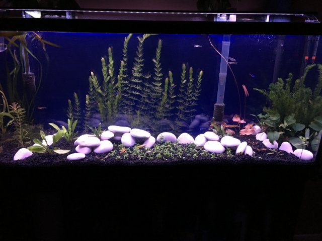 IMG_6222.JPG IMG_6222.JPG