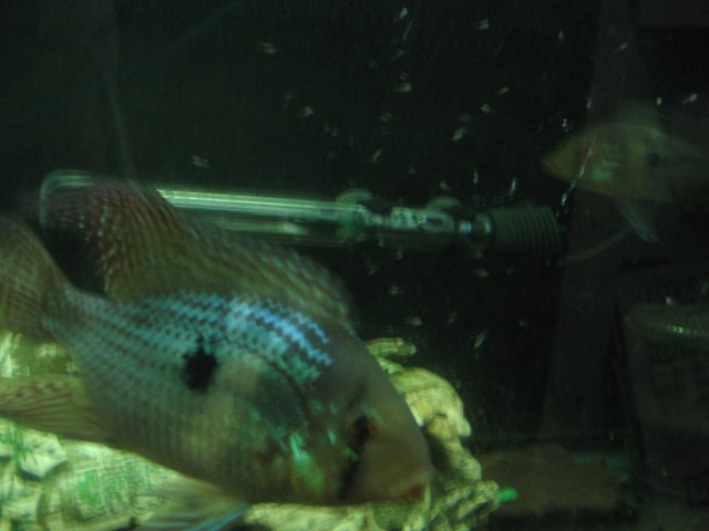 STB_1799.JPG