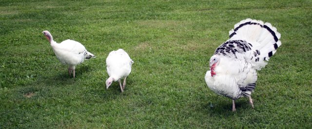 Turkeys.jpg