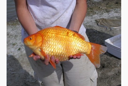 goldfish5.jpg.size.xxlarge.letterbox (2).jpg