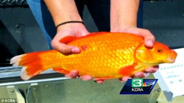 goldfish-lake-tahoe-_tmzk.jpg