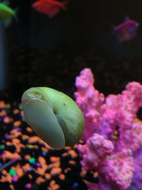 small white oval dots