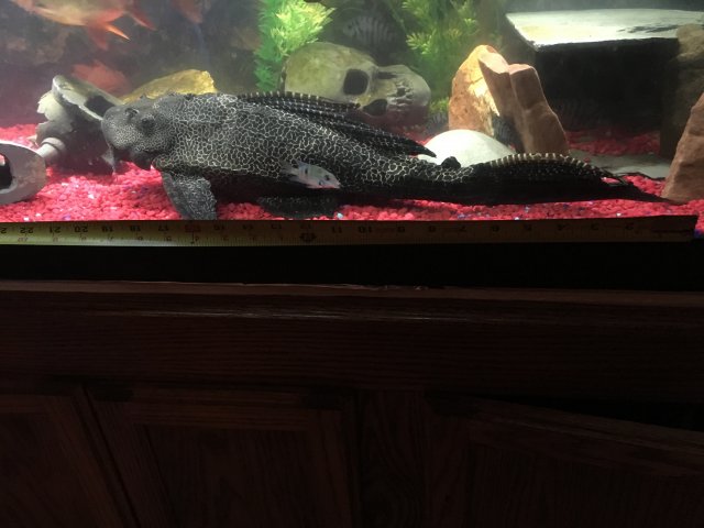 IMG_0432.JPG IMG_0432.JPG