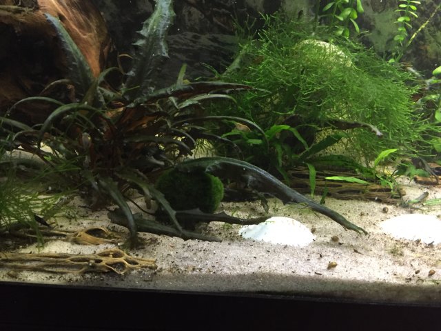 Coral rock shop in freshwater aquarium