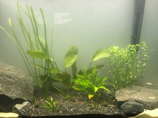 60 Gallon Plants.jpg