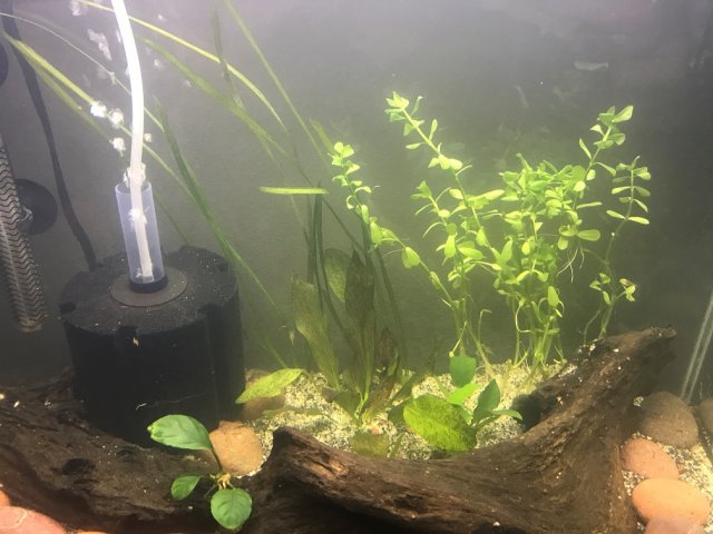 20 Gallon Plants.jpg