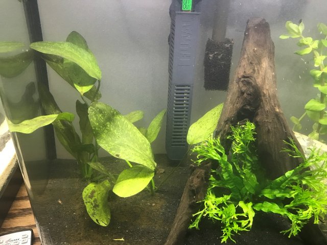 16 Gallon Plants 2.jpg