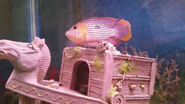 20170619_081956_134.jpg 20170619_081956_134.jpg