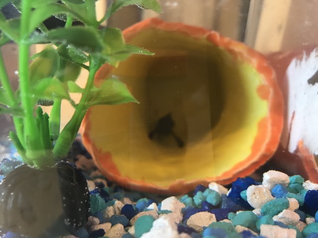black moor goldfish size
