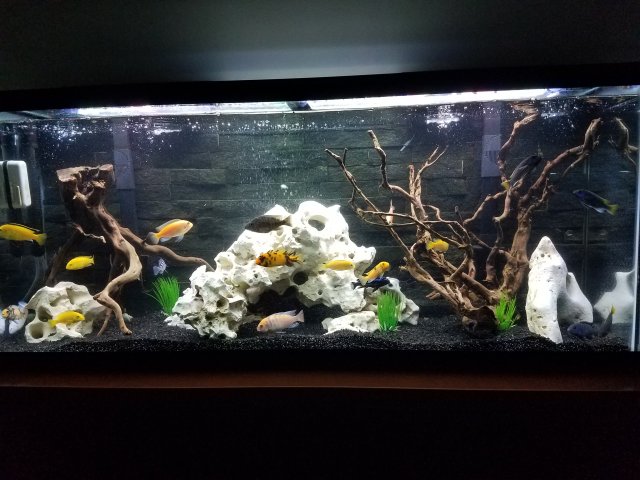 mbuna cichlid tank