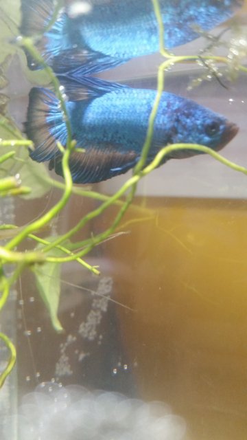 20170709_192839.jpg 20170709_192839.jpg