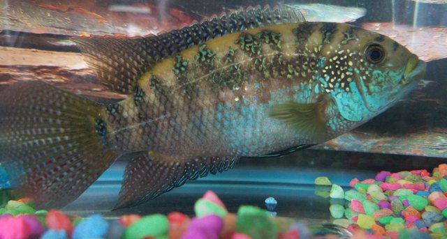 fish part 2.jpg