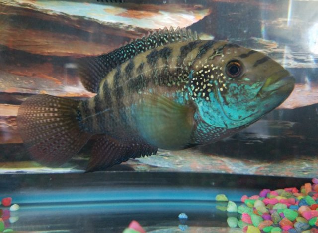 fish.jpg
