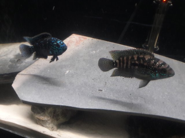 20170706_114949.jpg