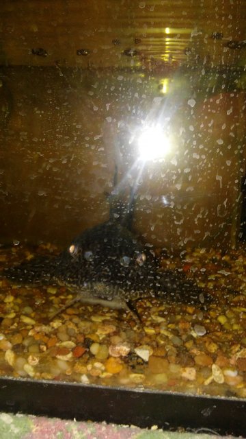 Pleco.jpg Pleco.jpg