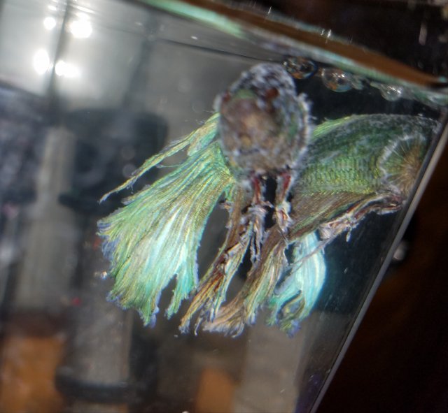 sick fish1.jpg