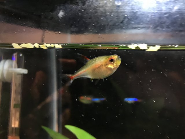 IMG_20171113_145538.JPG IMG_20171113_145538.JPG