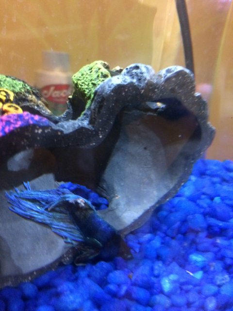 IMG_9130.JPG IMG_9130.JPG