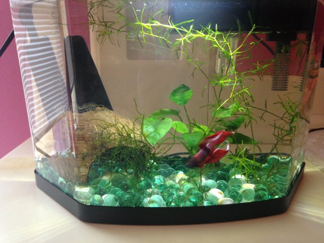 betta fish possible fin