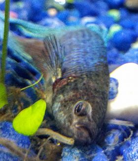 Betta Fish Death Diagnostic