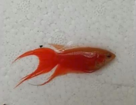 redfish.jpeg