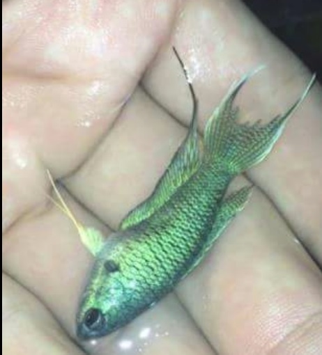 bluefish.jpeg