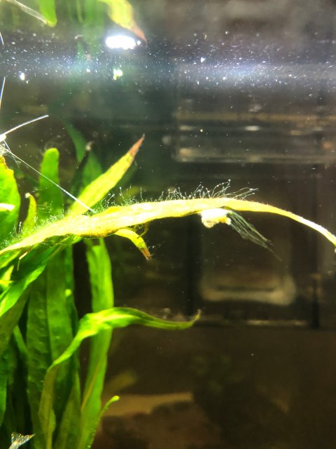 algae1.jpg algae1.jpg