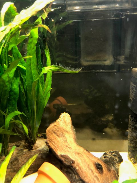 algae2.jpg algae2.jpg