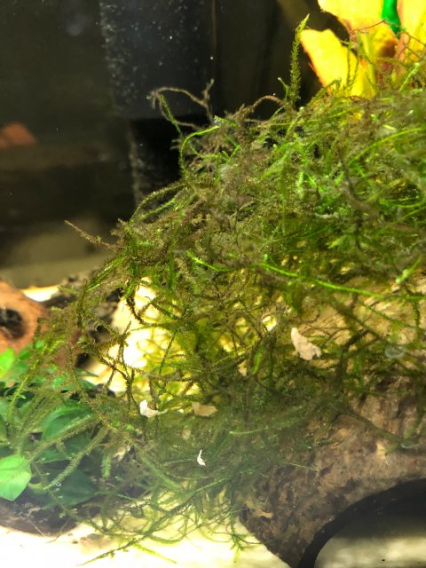 algae3.jpg algae3.jpg