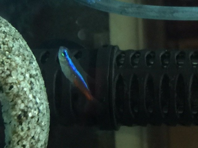 Fish I.jpg