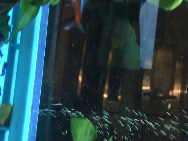 FIsh III.jpg
