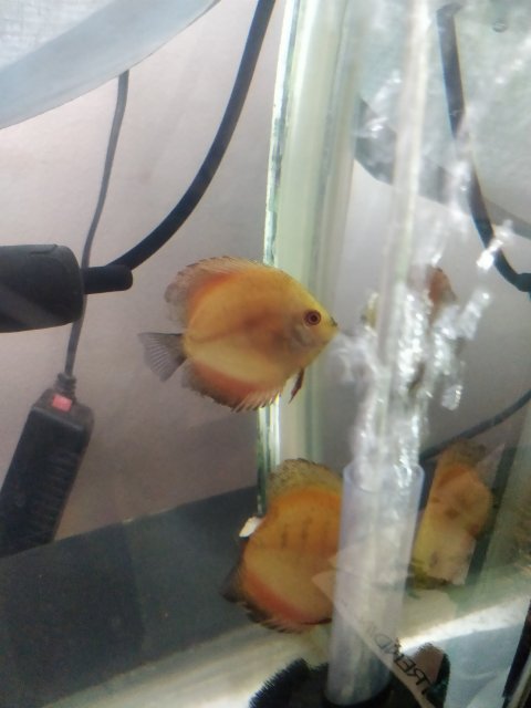 Discus Fins Black.jpg
