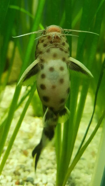 Female 1.jpg