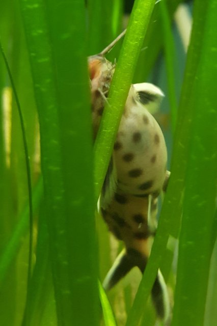 Female 2.jpg