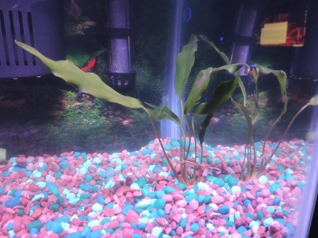 Anubias Congensis.JPG