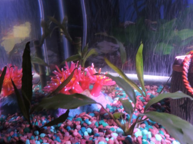 Planted Corner in Skirts' Tank.JPG
