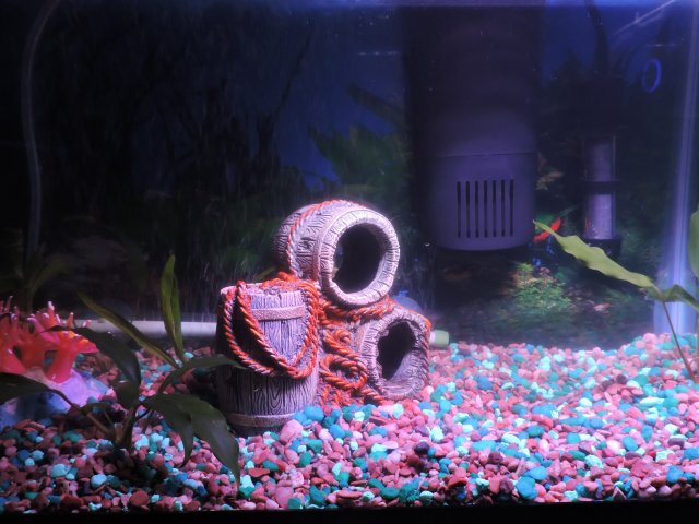 Skirts' Tank.JPG